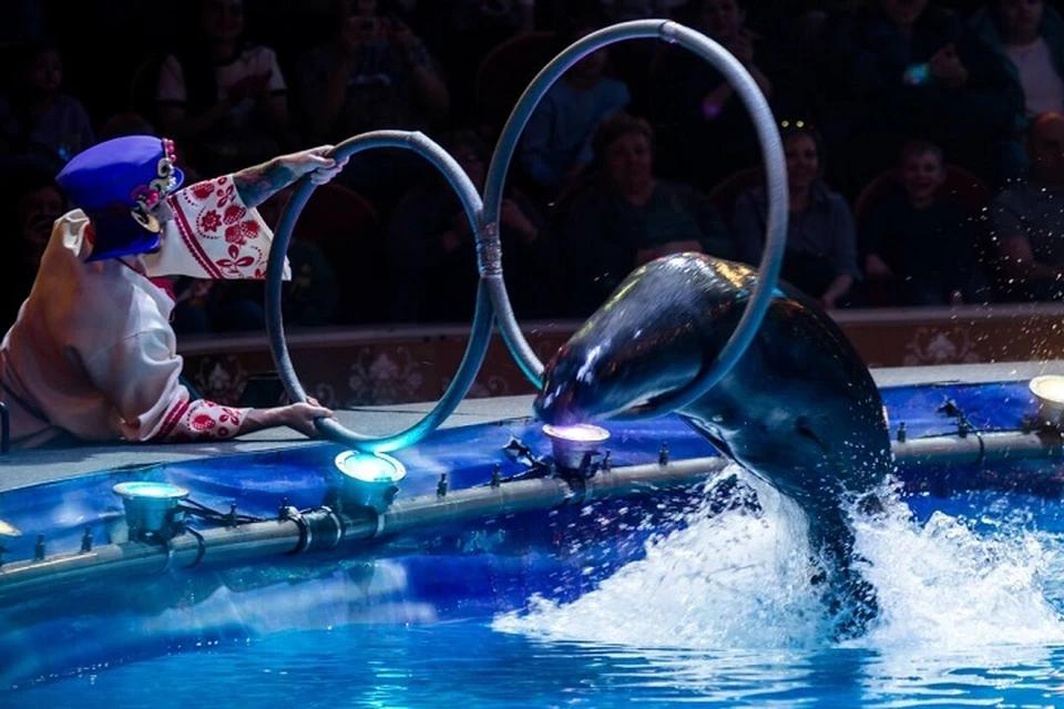 Ипотека под 2%, цирк на воде и подарок для Куклачева. Дайджест за 14 апреля