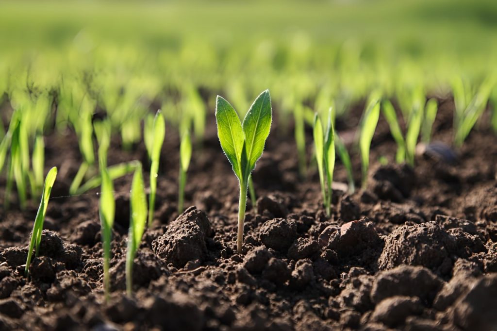 Реванш после засухи: в ДНР стартовала посевная. Чего ждать аграриям после двух лет неурожая?