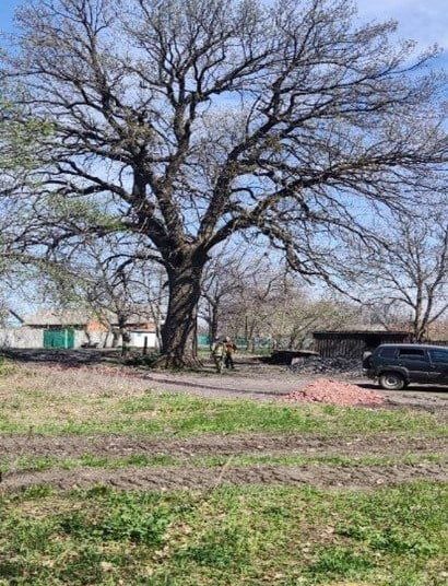 Великан из Донбасса: старейший дуб вступил в схватку за титул Российского дерева года