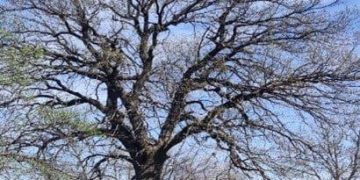 Великан из Донбасса: старейший дуб вступил в схватку за титул Российского дерева года