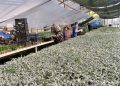 От бульвара Пушкина до проспекта Ватутина в Донецке высадят почти 300 тысяч цветов
