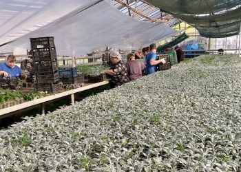 От бульвара Пушкина до проспекта Ватутина в Донецке высадят почти 300 тысяч цветов
