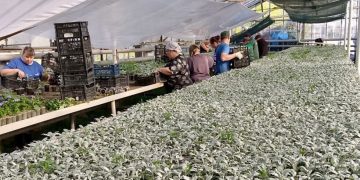 От бульвара Пушкина до проспекта Ватутина в Донецке высадят почти 300 тысяч цветов