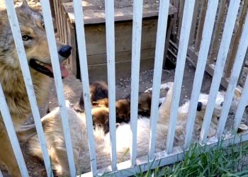 Волчье семейство в Мариупольском зоопарке пополнилось малышами