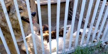 Волчье семейство в Мариупольском зоопарке пополнилось малышами