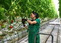 Техника, удобрения, кадры: как аграрии ДНР переходят на отечественные сорта и развивают отрасль