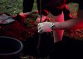 "Память, которая будет расти": в Донецке высадили красные клёны в память о детях войны