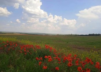 Красное море Донбасса: степные маки расцвели впервые за два десятилетия