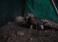 В Донецке волонтёры поддержали приют, где спасают птиц с фронта