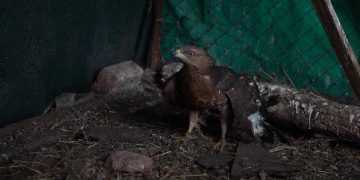 В Донецке волонтёры поддержали приют, где спасают птиц с фронта В Донецке волонтёры поддержали приют, где спасают птиц с фронта