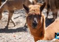 Парк альпак открылся у «Донбасс Арены»: очереди, улыбки и то, о чём молчат энциклопедии