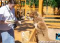 Парк альпак открылся у «Донбасс Арены»: очереди, улыбки и то, о чём молчат энциклопедии