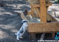 Парк альпак открылся у «Донбасс Арены»: очереди, улыбки и то, о чём молчат энциклопедии