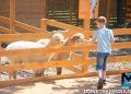 Парк альпак открылся у «Донбасс Арены»: очереди, улыбки и то, о чём молчат энциклопедии