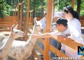 Парк альпак открылся у «Донбасс Арены»: очереди, улыбки и то, о чём молчат энциклопедии