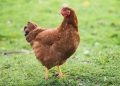 В Запорожской области усиливают защиту птицеводства от смертельных угроз