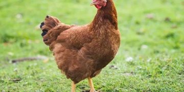 В Запорожской области усиливают защиту птицеводства от смертельных угроз