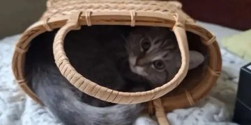 Донецкий котенок Ясень: как юнармейцы подарили Куклачеву будущую звезду театра
