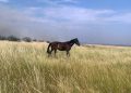 Животные в огне: сотрудники херсонского центра вывели лошадей из-под обстрела