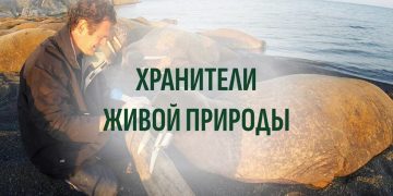 Герои среди нас: о ком рассказывает проект «Хранители живой природы»