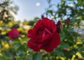 Чек-лист для цветоводов: как правильно укрыть розы на зиму
