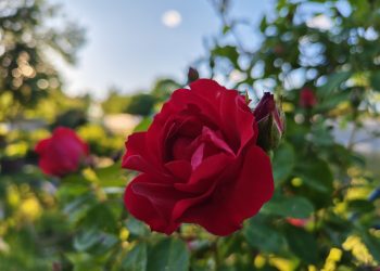 Чек-лист для цветоводов: как правильно укрыть розы на зиму