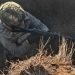 После освобождения Золотого Колодезя «Центр» продолжил наступление