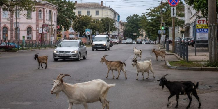 Скот на улице, куры во дворе: что говорит закон