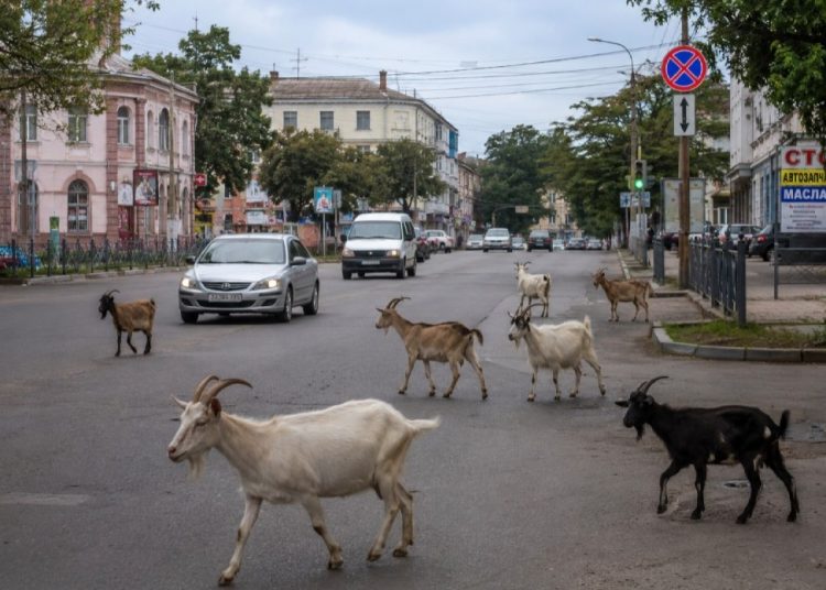 Скот на улице, куры во дворе: что говорит закон Скот на улице, куры во дворе: что говорит закон