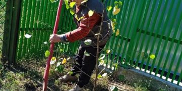 В ДНР прошла первая высадка деревьев в рамках акции «Сохраним лес»
