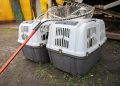 Московские ветеринары увеличат объём стерилизации собак в Мариуполе Московские ветеринары увеличат объём стерилизации собак в Мариуполе