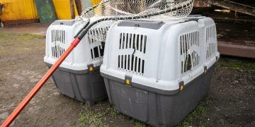 Московские ветеринары увеличат объём стерилизации собак в Мариуполе Московские ветеринары увеличат объём стерилизации собак в Мариуполе
