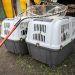 Московские ветеринары увеличат объём стерилизации собак в Мариуполе