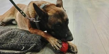 Служебные овчарки Урган и Якудза показали свои навыки подросткам Тореза